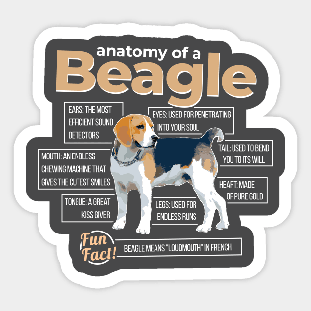 Anatomy of a Beagle Sticker by dan89